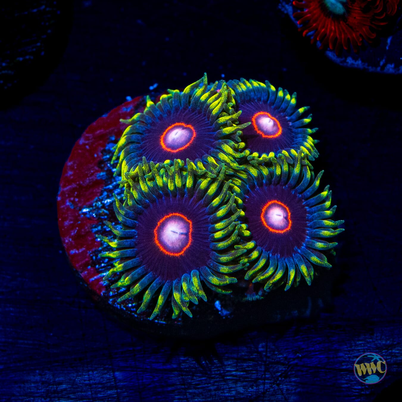 WWC Evil Heart Zoanthids - Daylight Photo