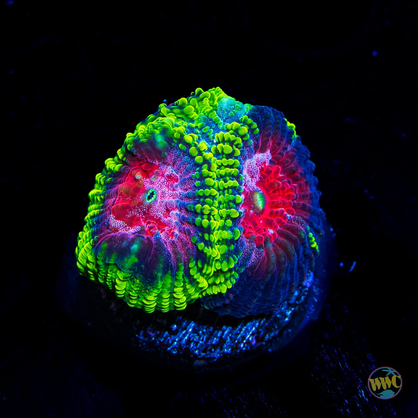 WWC Pinko de Gallo Favia - Daylight Photo