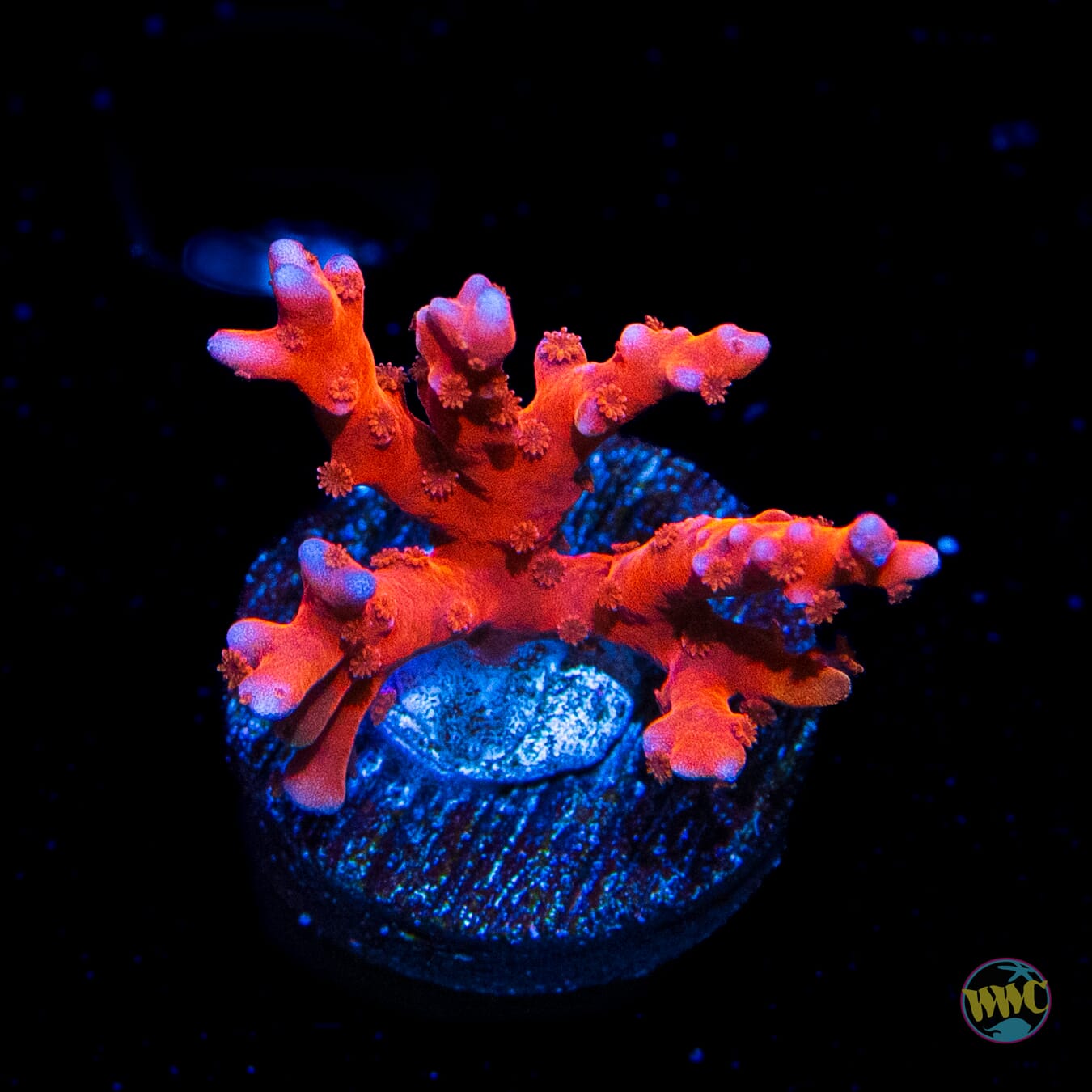 Jason Fox TNT Anacropora - Daylight Photo