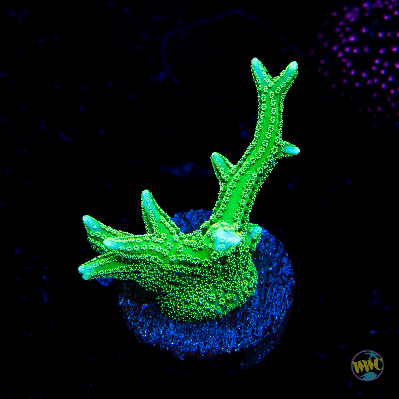 RW Jade Dragon Birdsnest - Daylight Photo