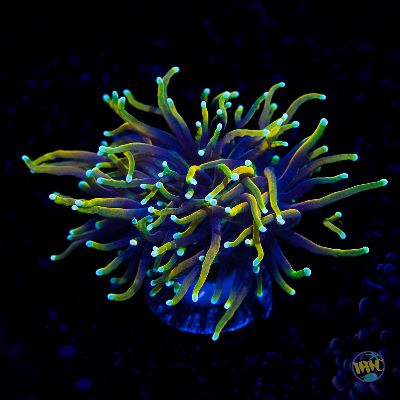 Juicy Fruit Torch - Daylight Photo