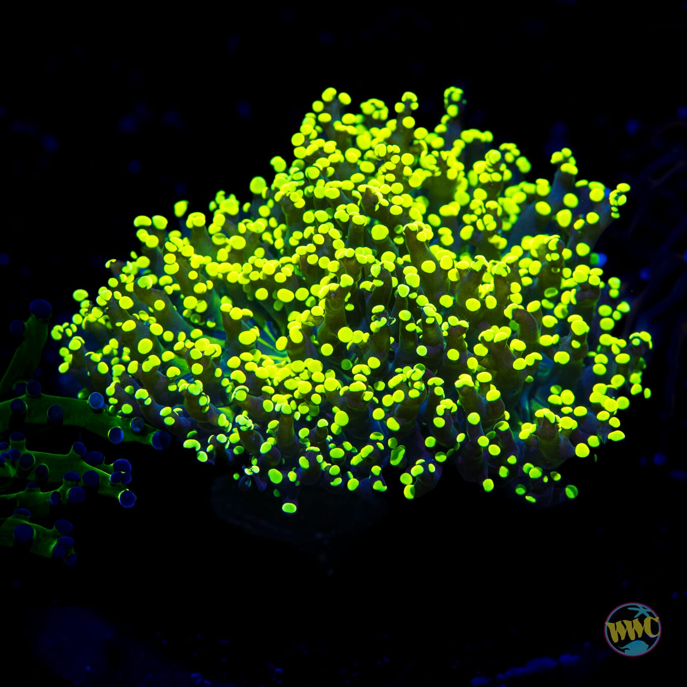 Glowbug Branching Frogspawn - Daylight Photo