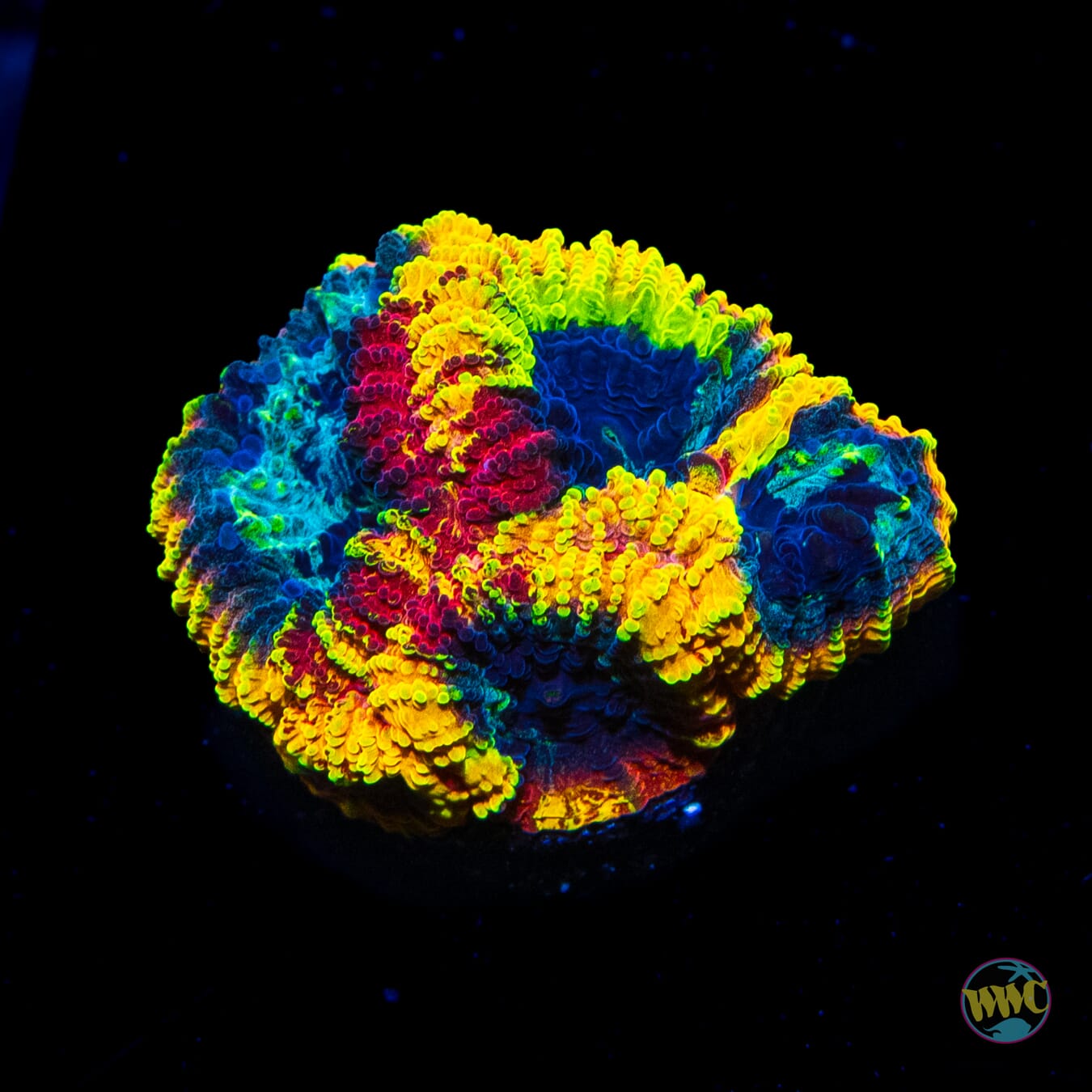 Yellow Submarine Favia - Daylight Photo