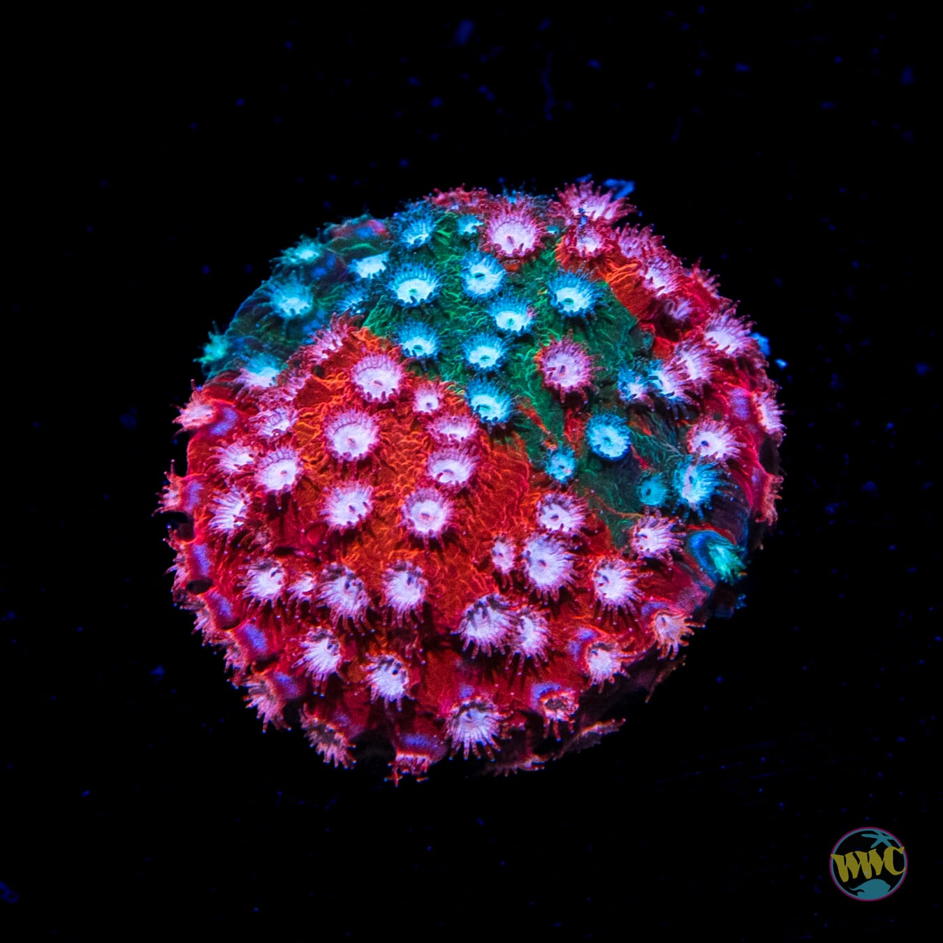 Jason Fox Fender Bender Cyphastrea - Daylight Photo