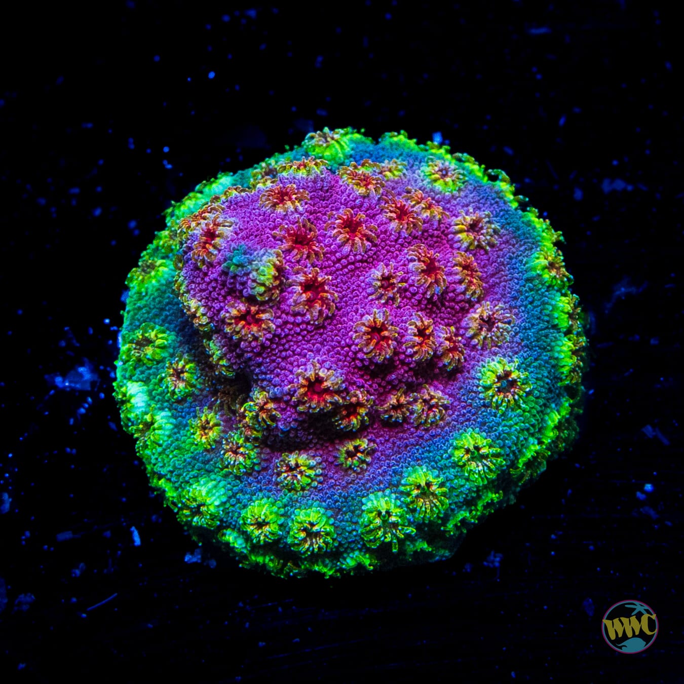 WWC Bronco Berry Cyphastrea - Daylight Photo