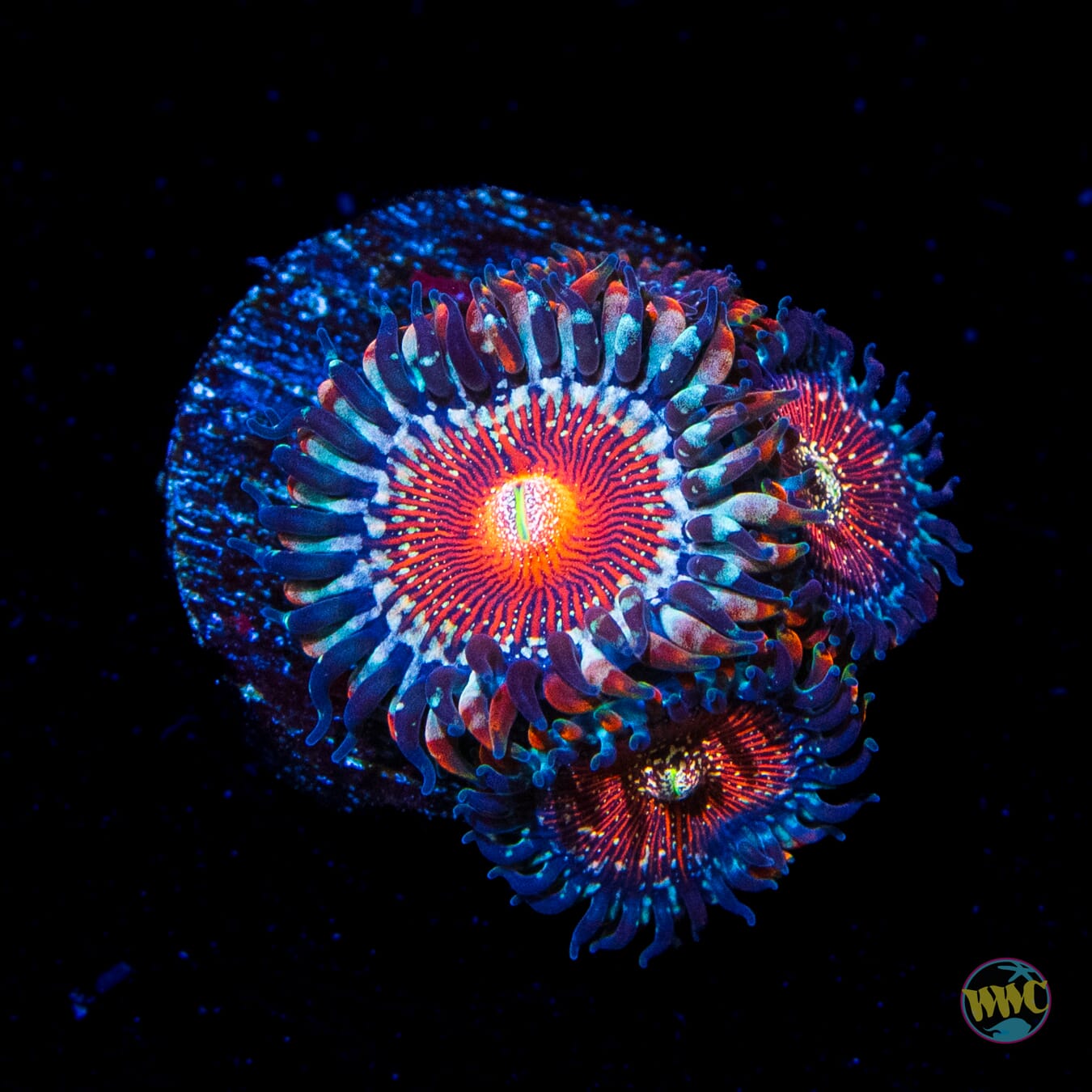 WWC Salted Agave Zoanthids - Daylight Photo