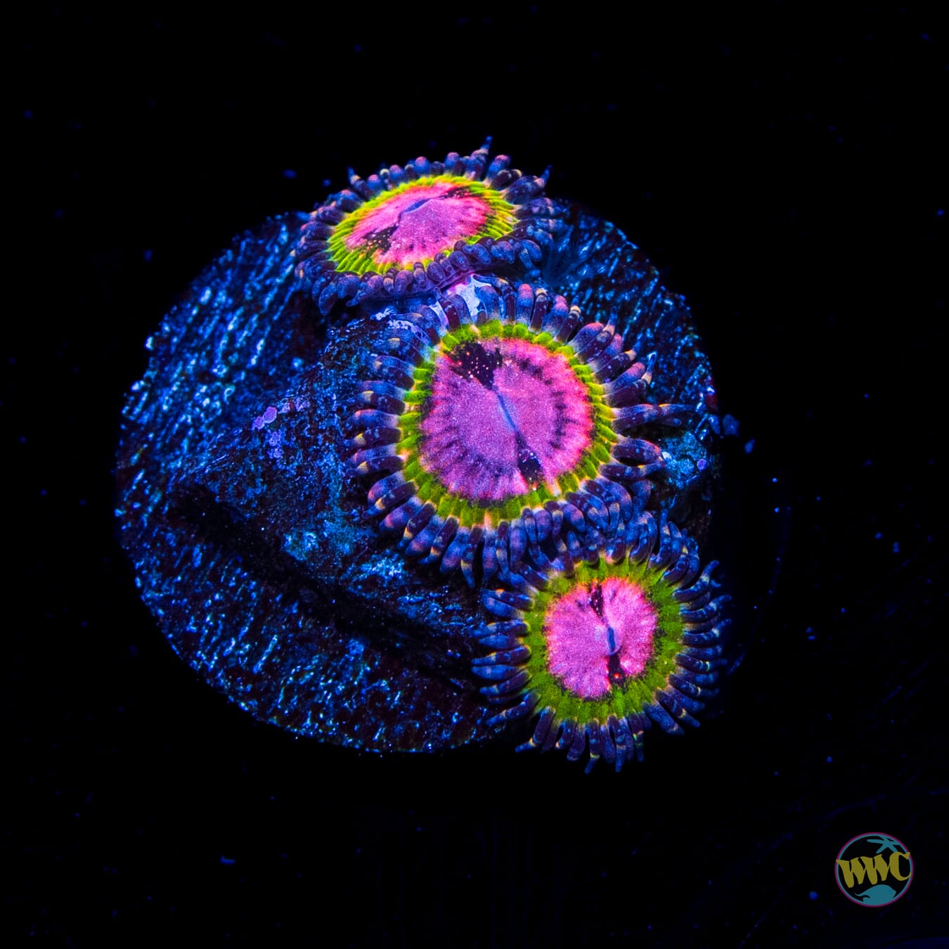 WWC Pink Krakatoa Zoanthids - Daylight Photo