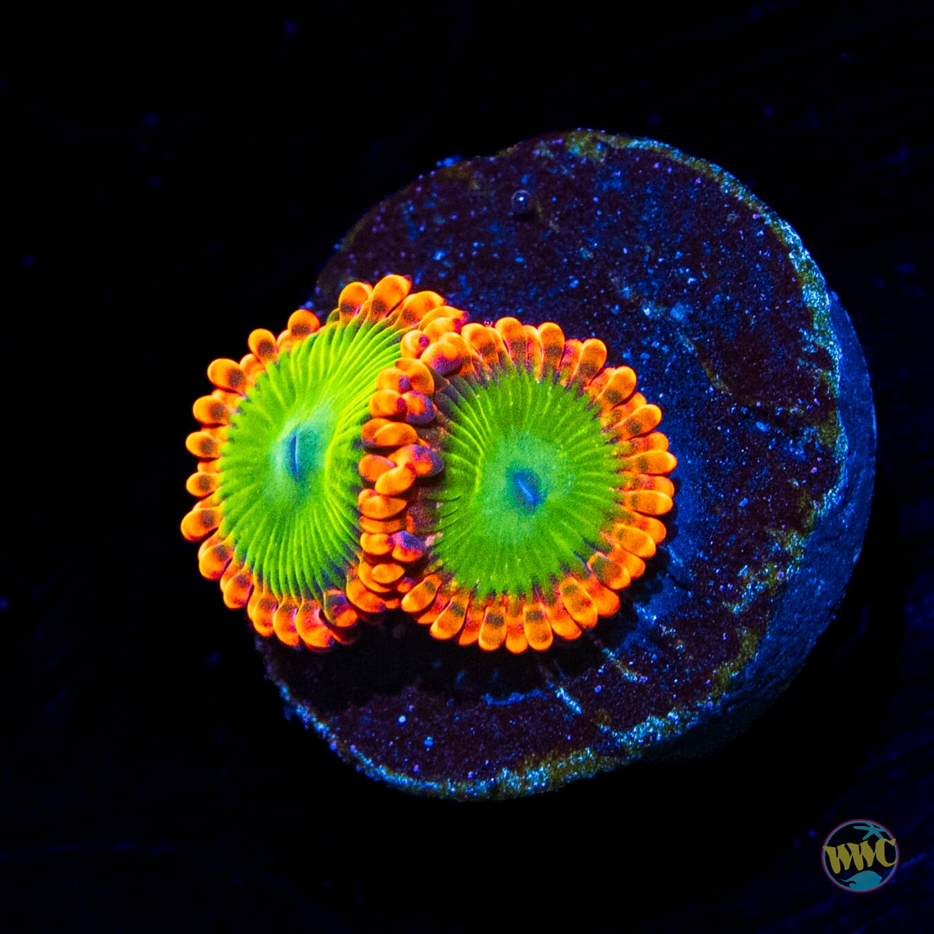 Electric Oompa Loompa Zoanthids - Daylight Photo