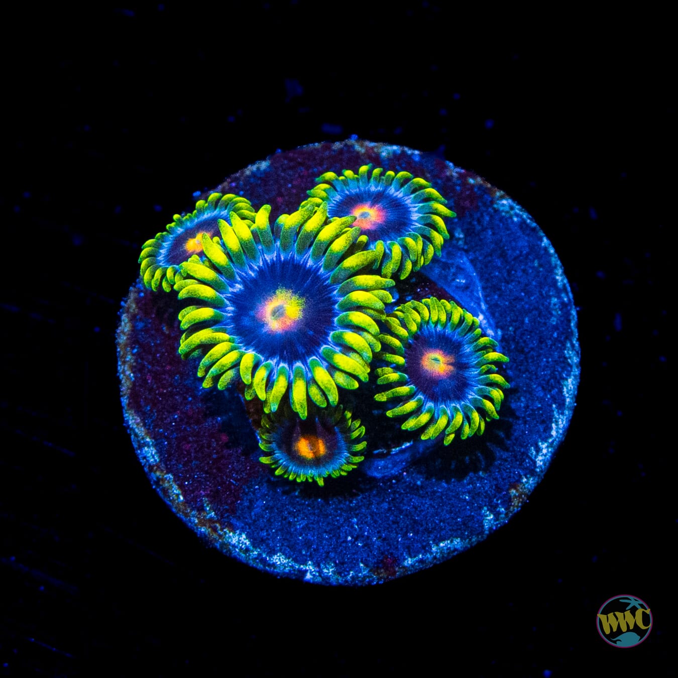Ultimate Blowpop Zoanthids - Daylight Photo