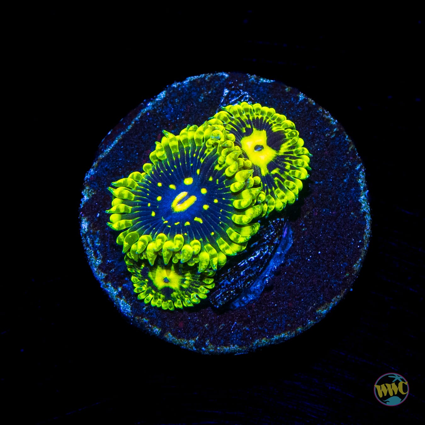 Exosphere Zoanthids - Daylight Photo
