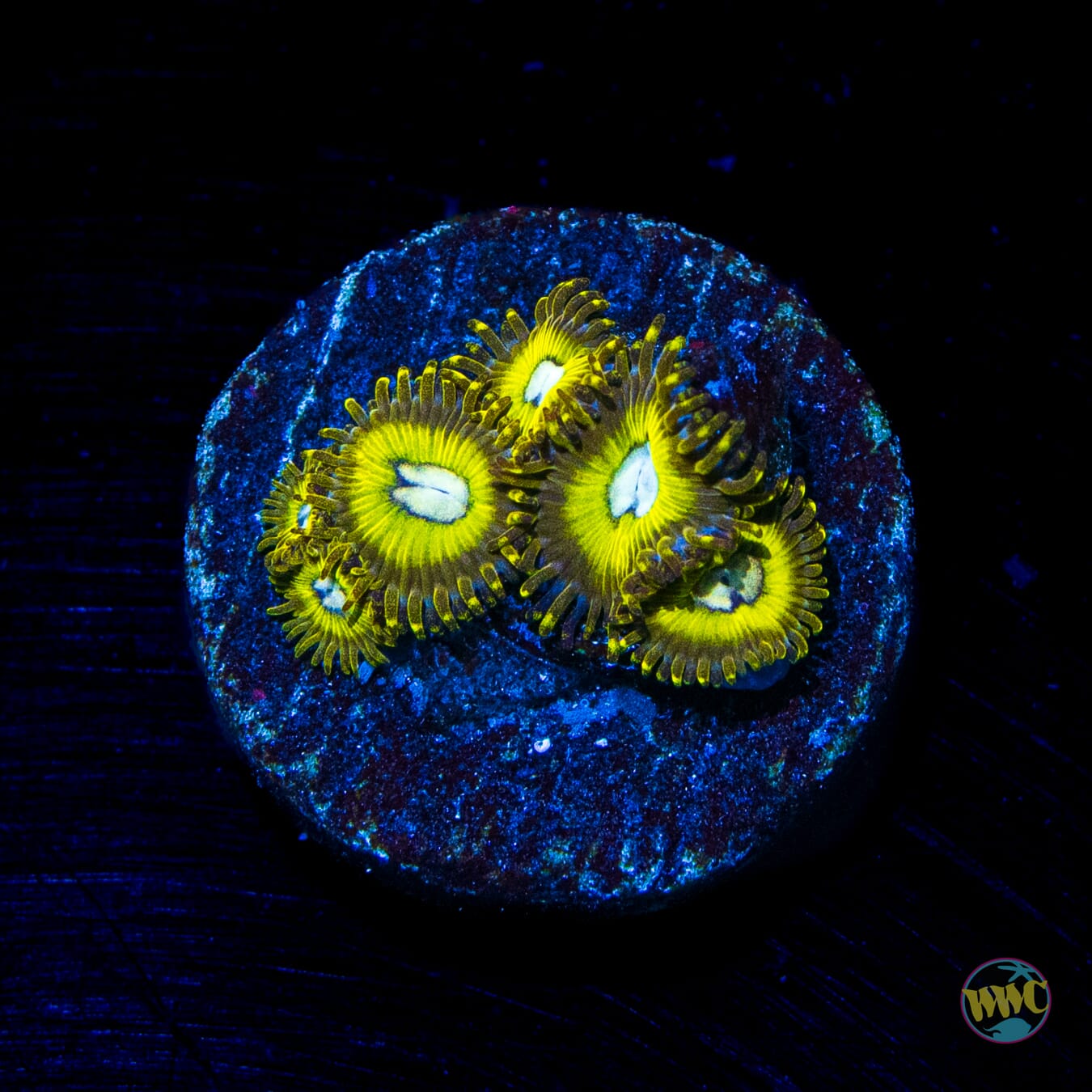 Pikachu Zoanthids - Daylight Photo