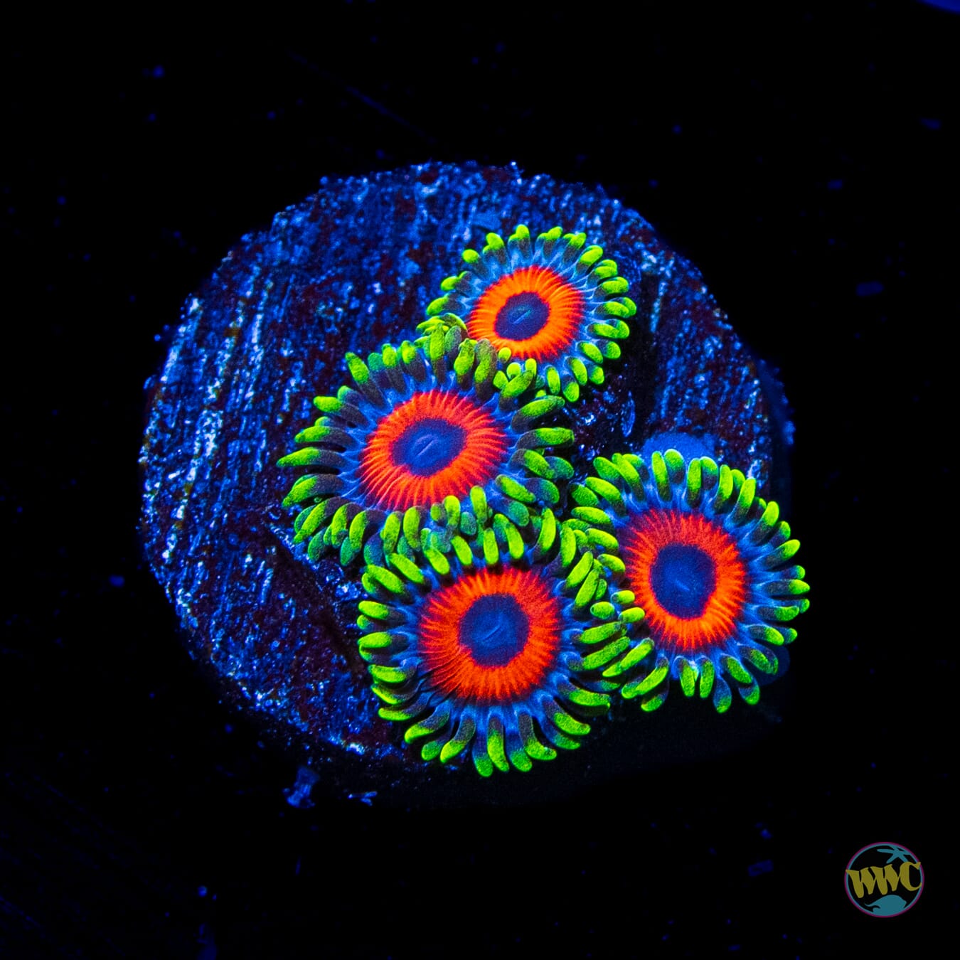 Whammin Watermelon Zoanthids - Daylight Photo