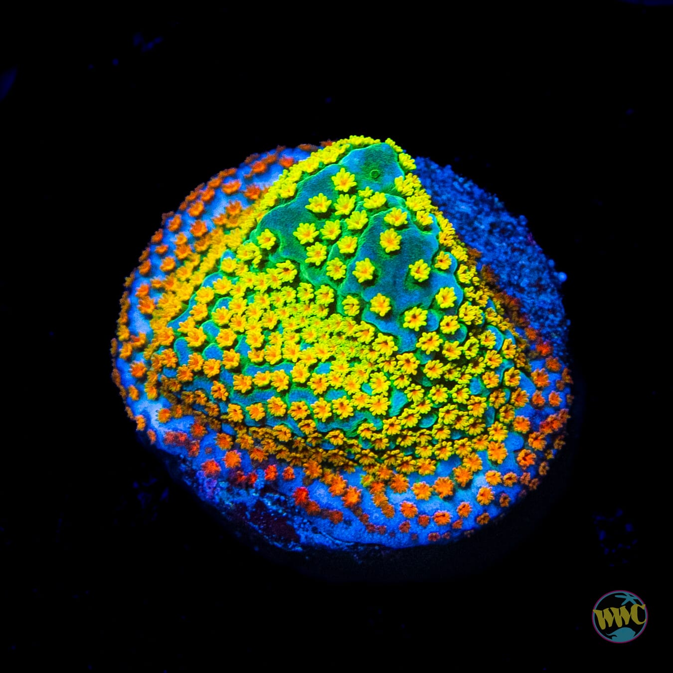 Rainbow Montipora - Daylight Photo