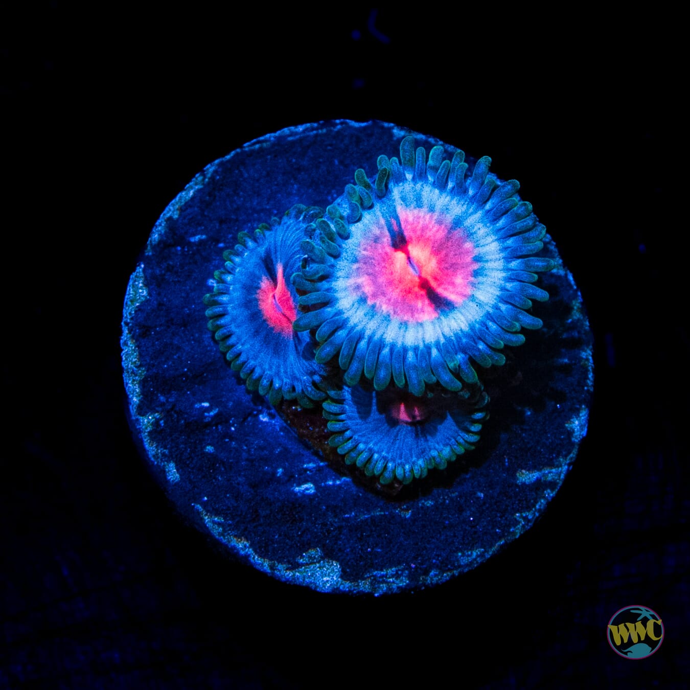 Miami Vice Zoanthids - Daylight Photo