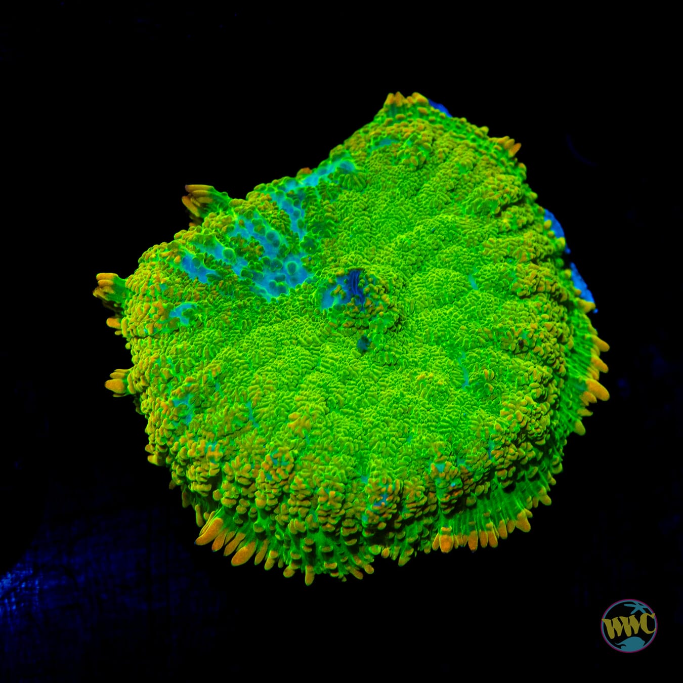 Duke Nukem Rhodactis Mushroom - Daylight Photo