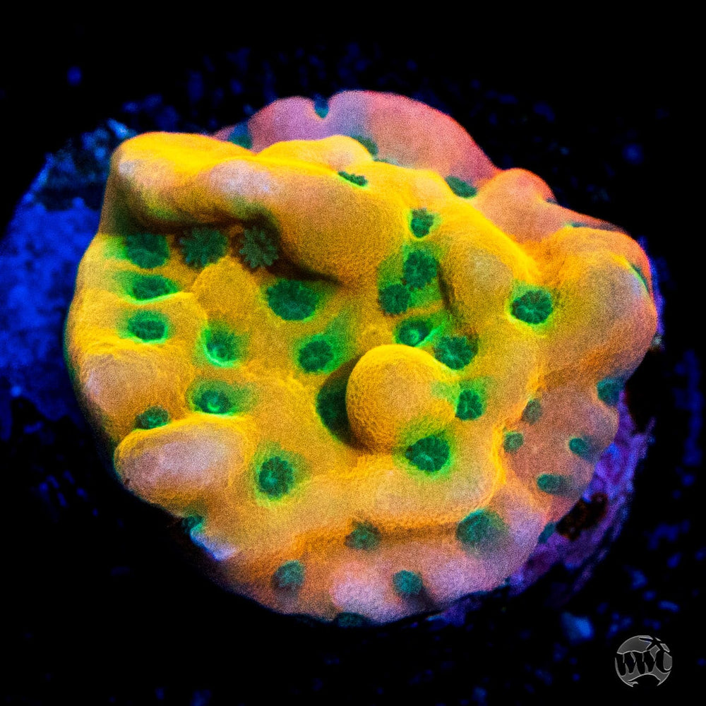 Montipora Corals For Sale World Wide Corals