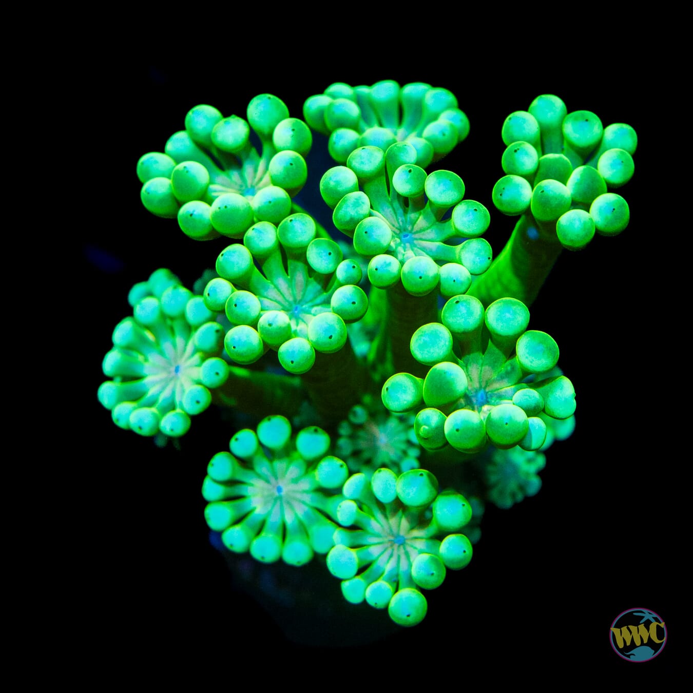 Irish Spring Alveopora - Daylight Photo