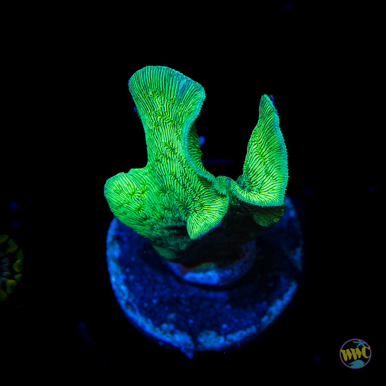WWC Cactus Pavona - Daylight Photo