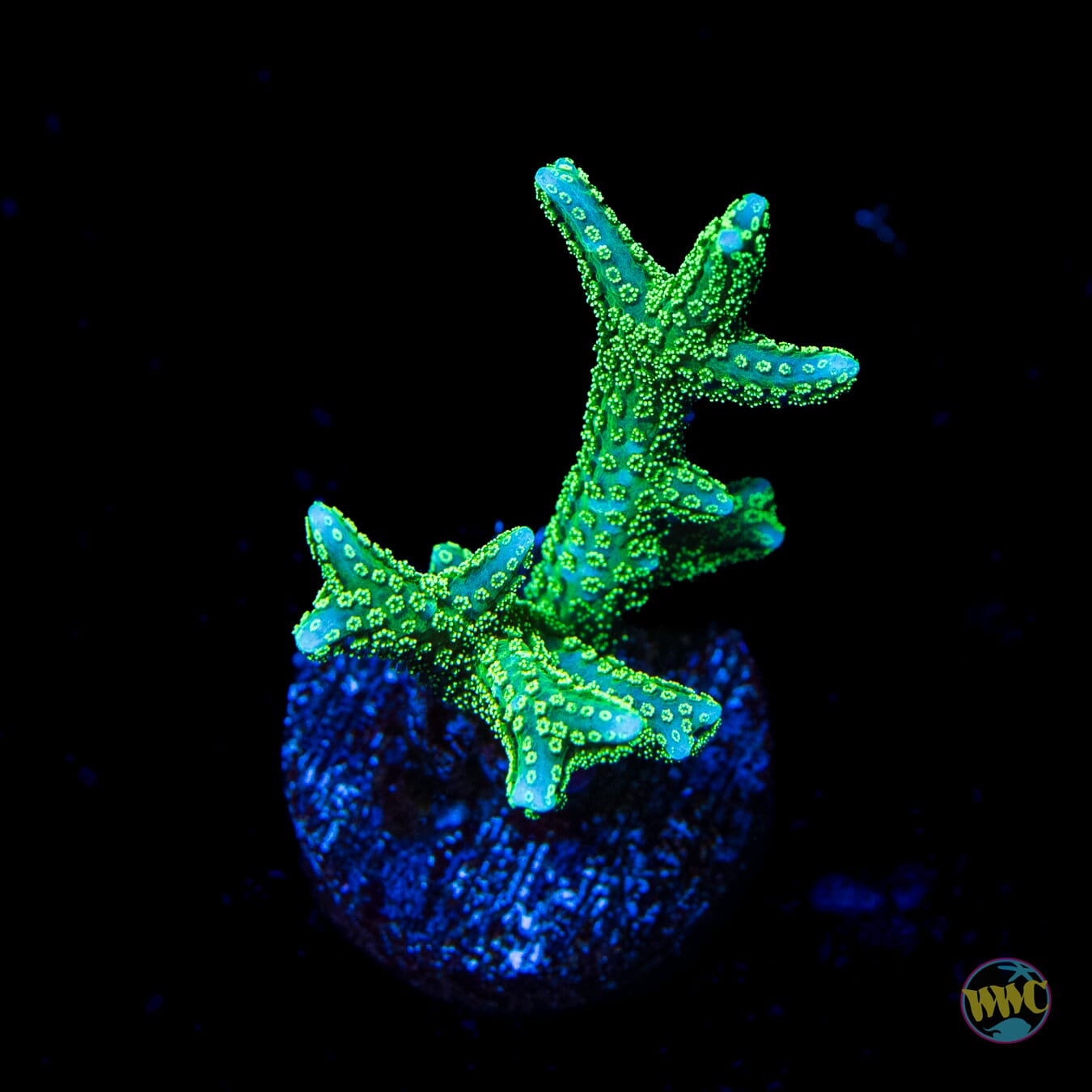 RW Jade Dragon Birdsnest - Daylight Photo