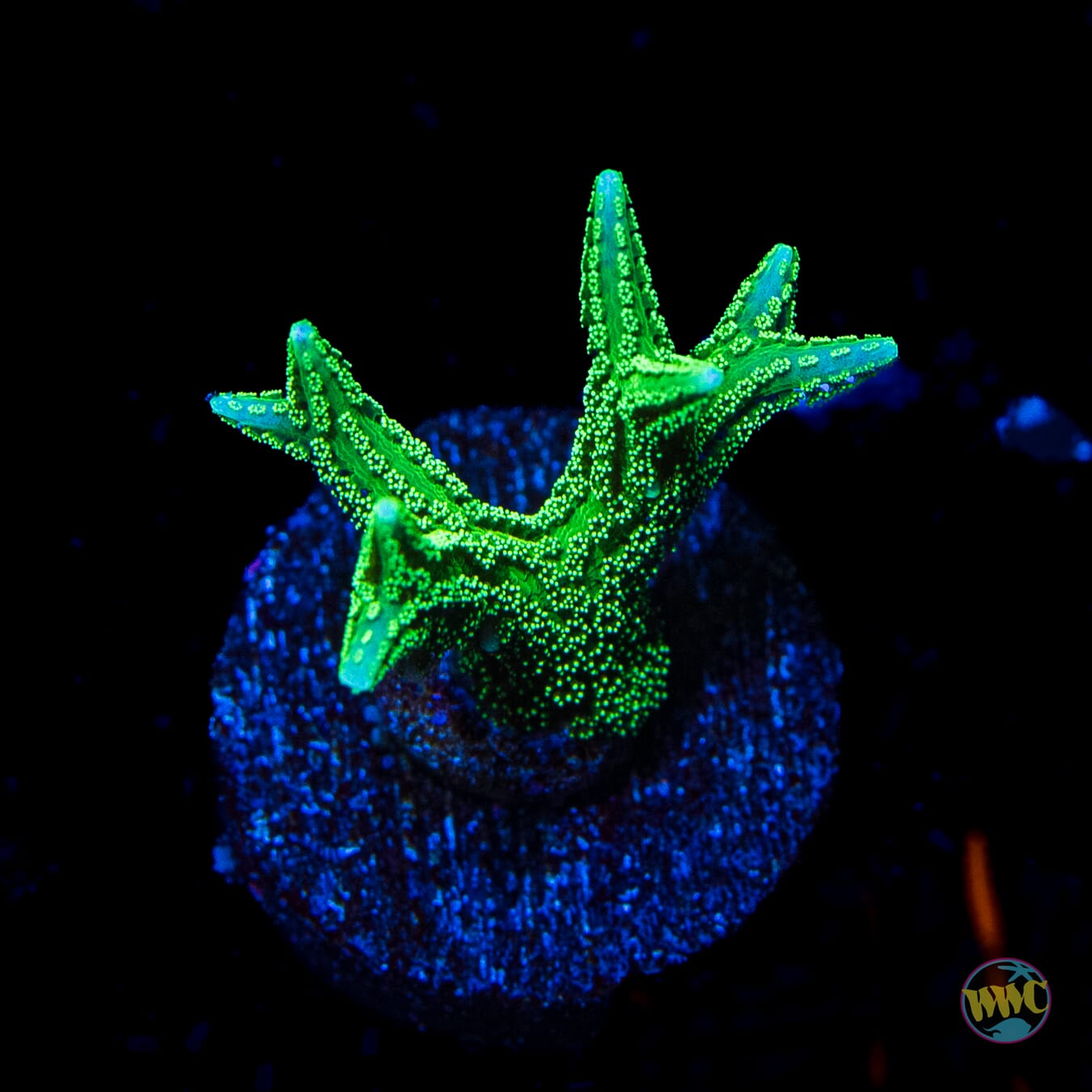 RW Jade Dragon Birdsnest - Daylight Photo