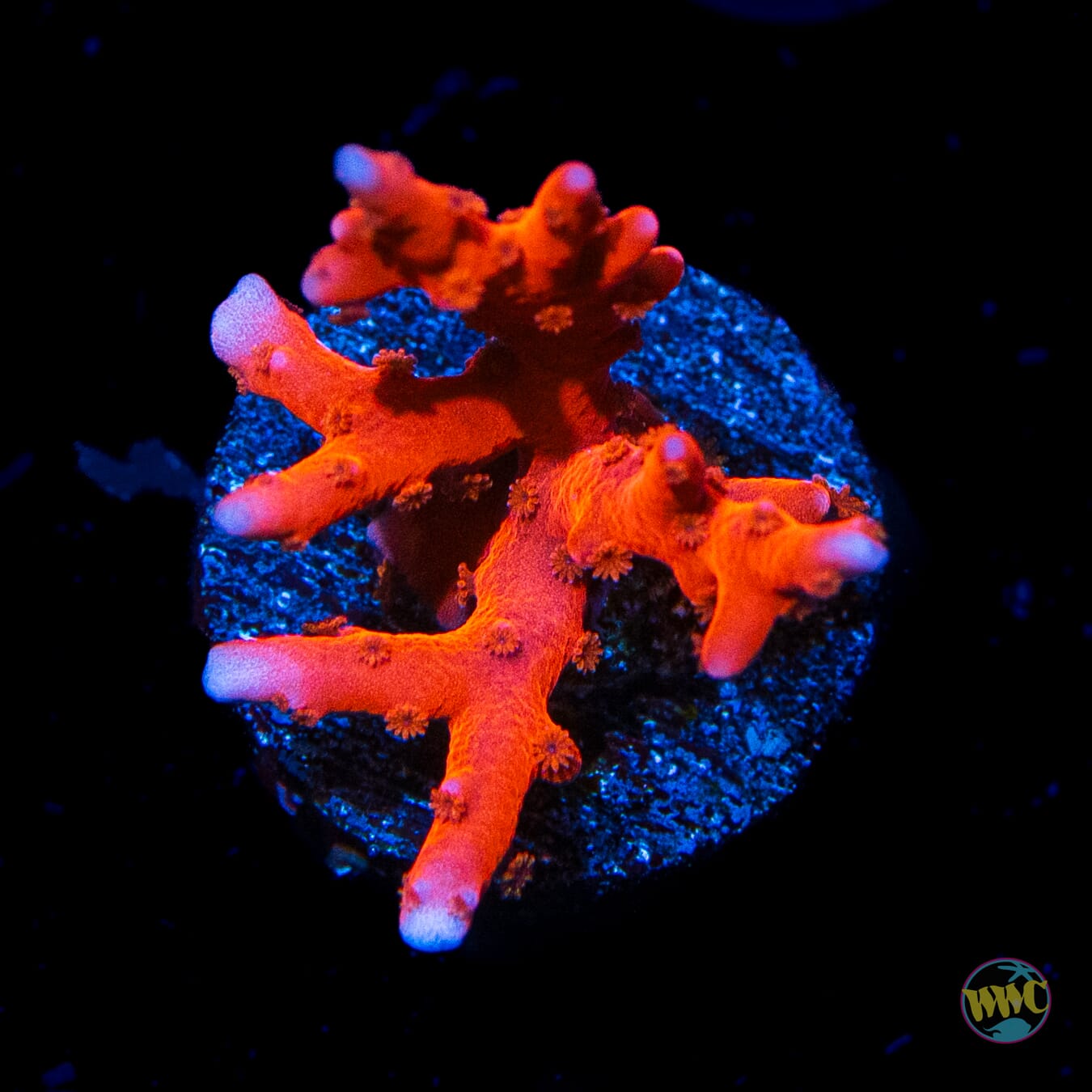 Jason Fox TNT Anacropora - Daylight Photo
