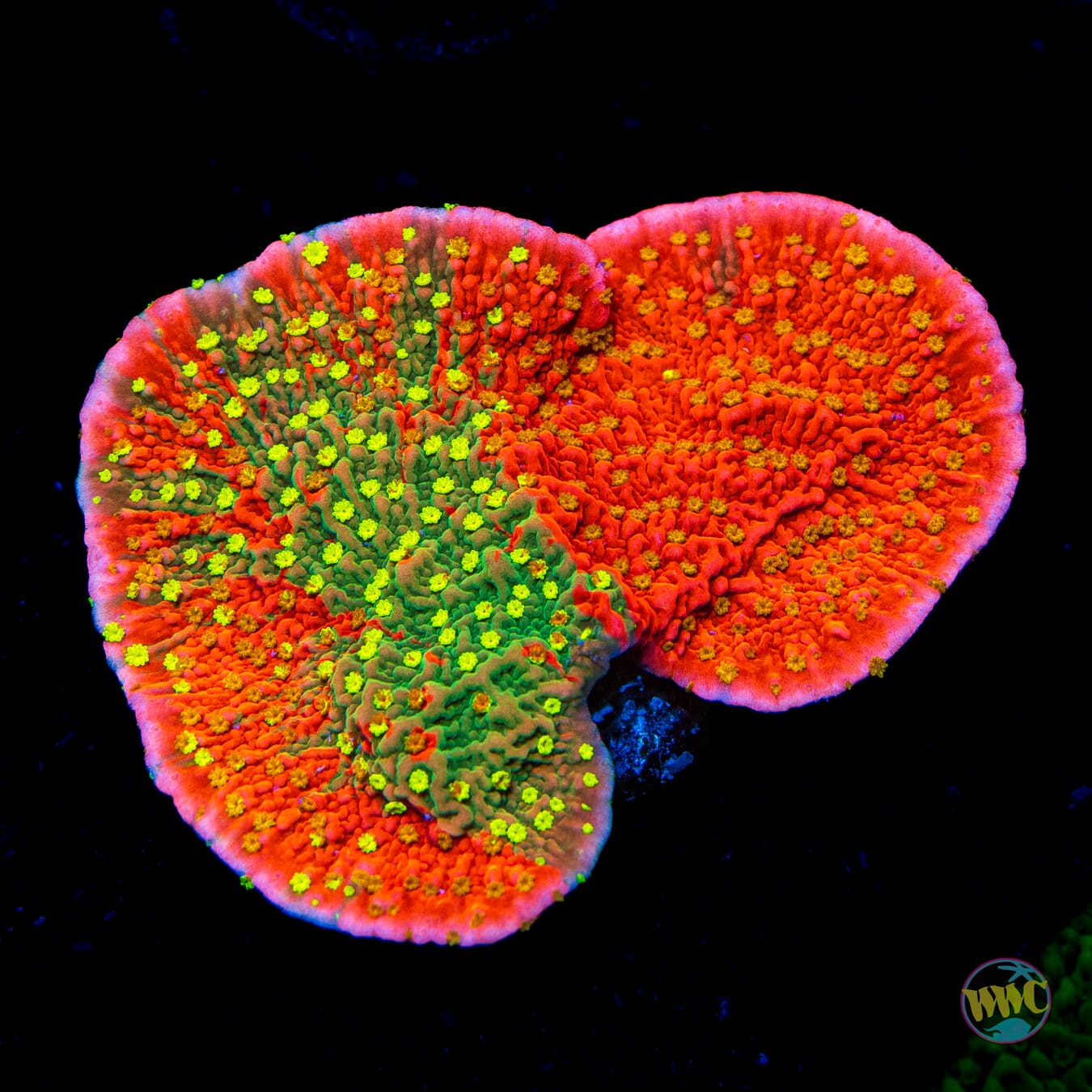 WWC Sunfire Grafted Cap Montipora - Daylight Photo