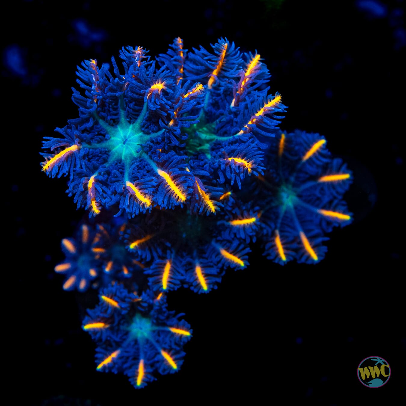 WWC Florida Squeeze Clove Polyps - Daylight Photo