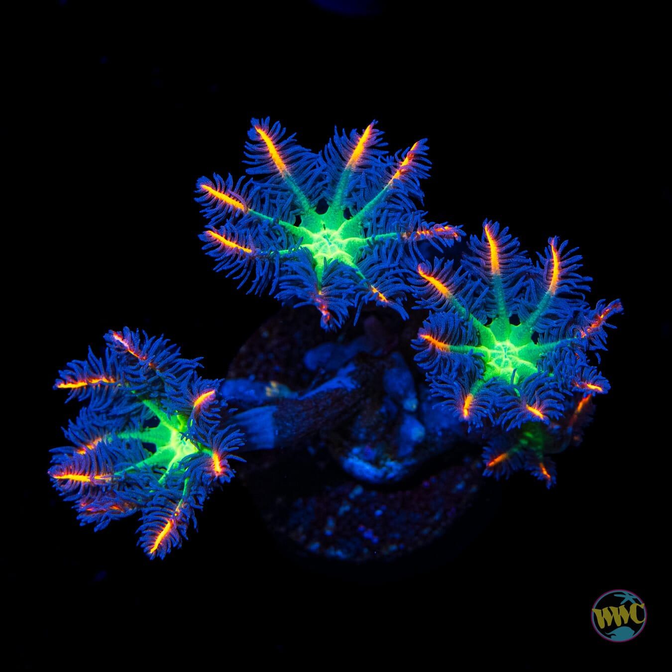 WWC Firework Clove Polyps - Daylight Photo