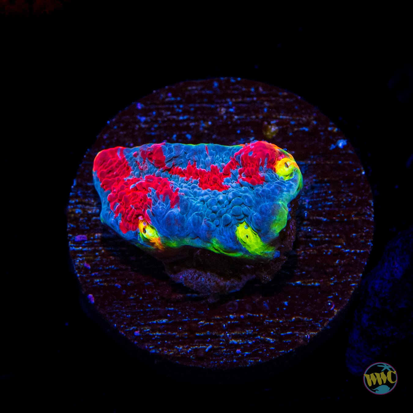 WWC Supafly Rainbow Chalice - Daylight Photo