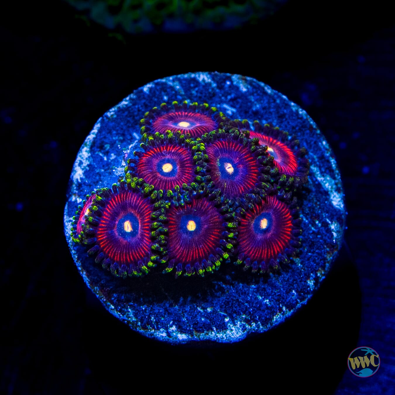 WWC Mini Me Zoanthids - Daylight Photo