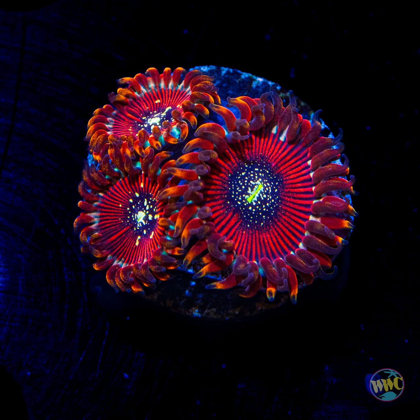 Magicians Zoanthids - Daylight Photo