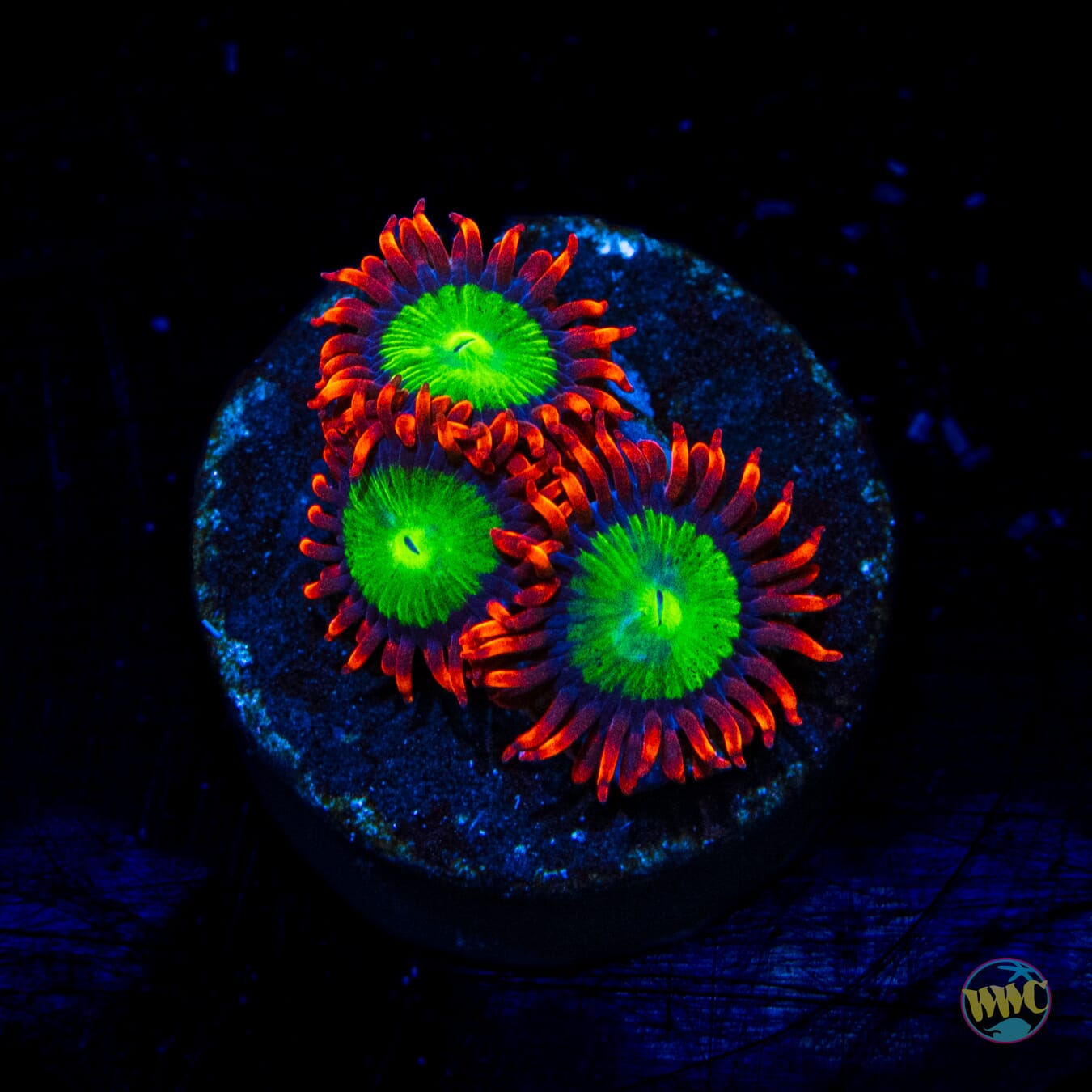 Goblins Fire Zoanthids - Daylight Photo