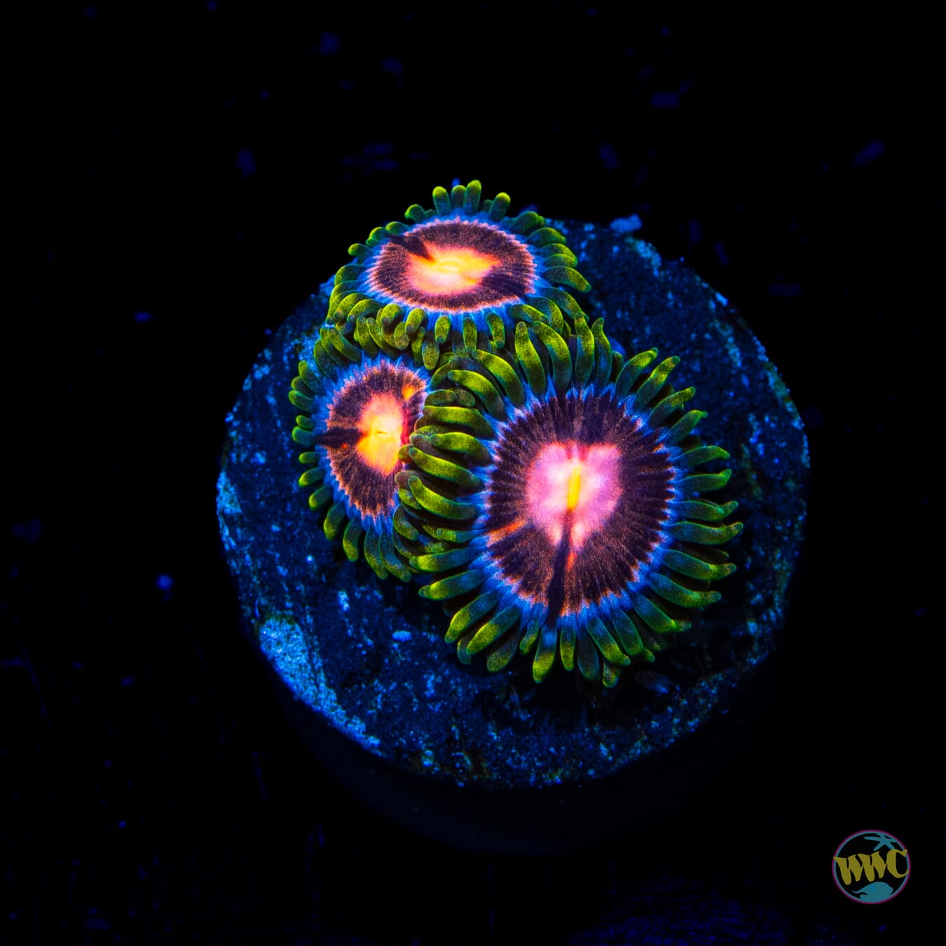 WWC Sweet Tooth Zoanthids - Daylight Photo