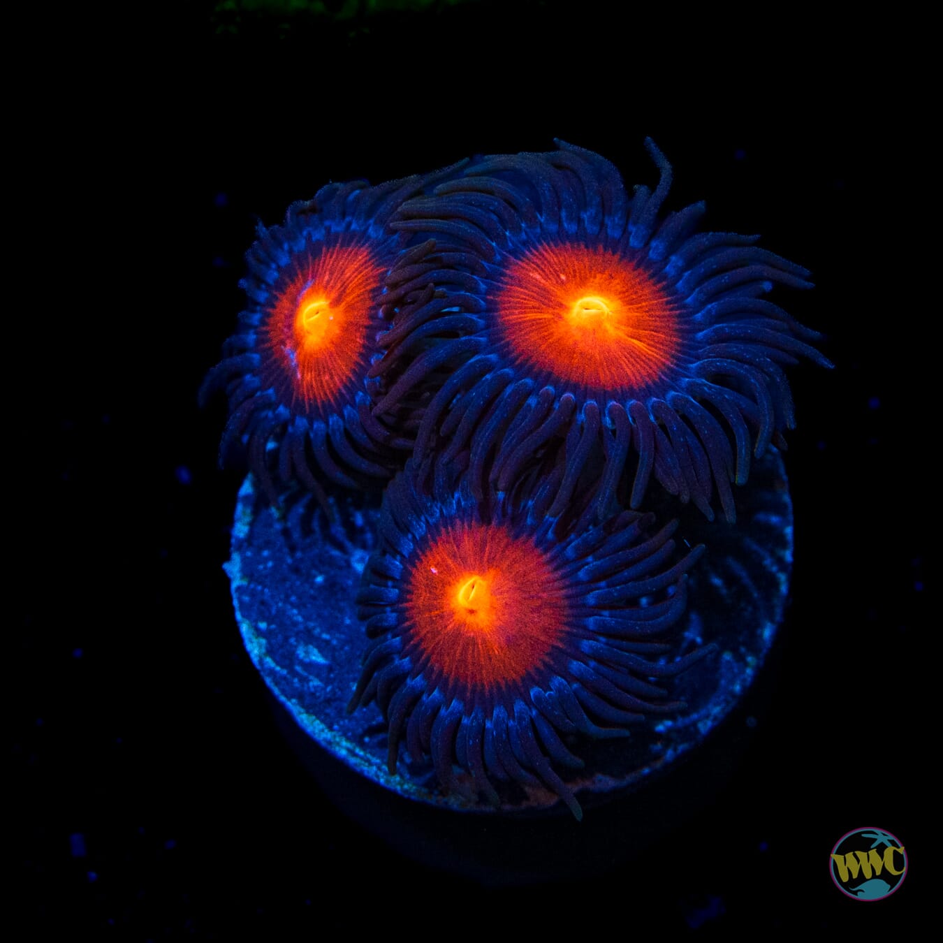 WWC Burning Mans Zoanthids - Daylight Photo