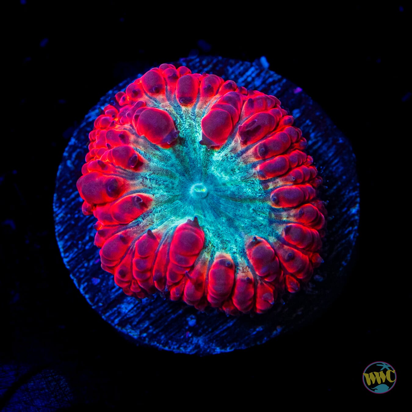 Fifth Element Blastomussa - Daylight Photo