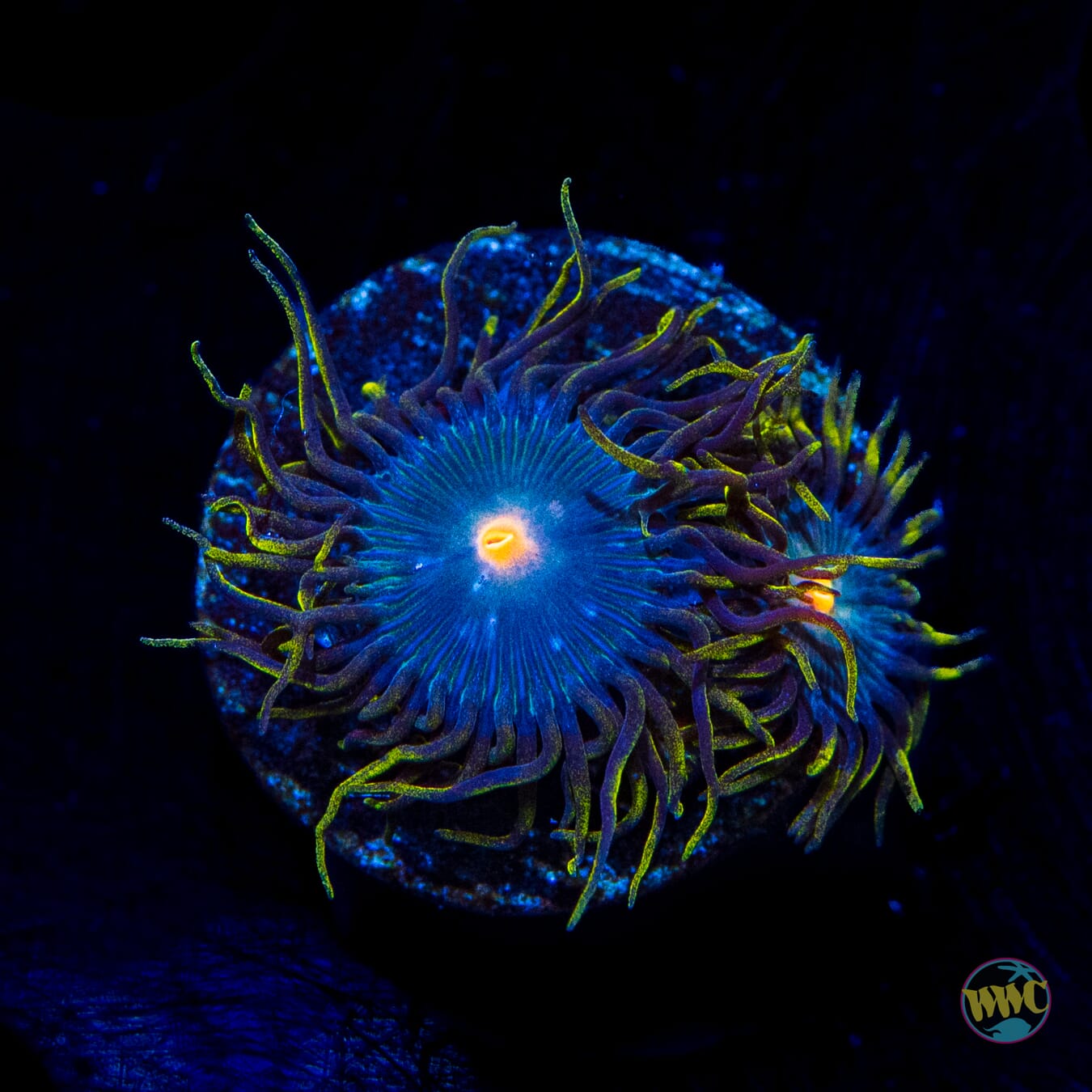 WWC Hairy Gorilla Nipples Zoanthids - Daylight Photo
