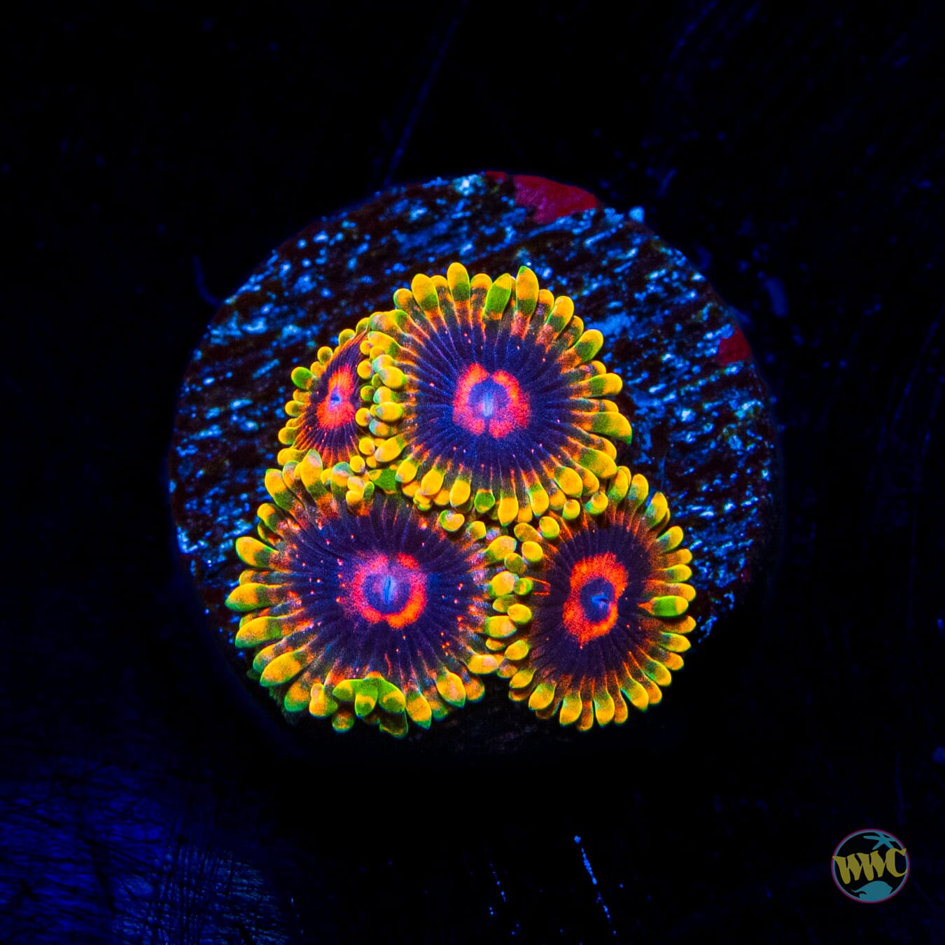 Mind Trick Zoanthids - Daylight Photo