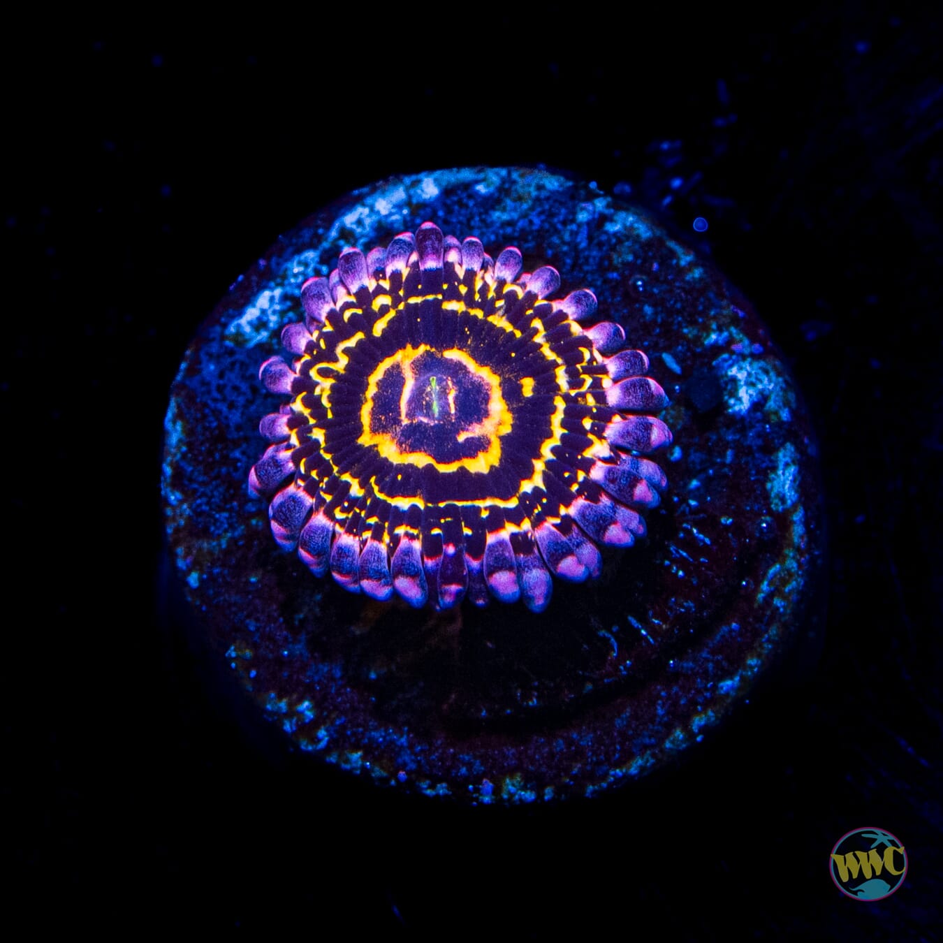 Stratosphere Zoanthid - Daylight Photo