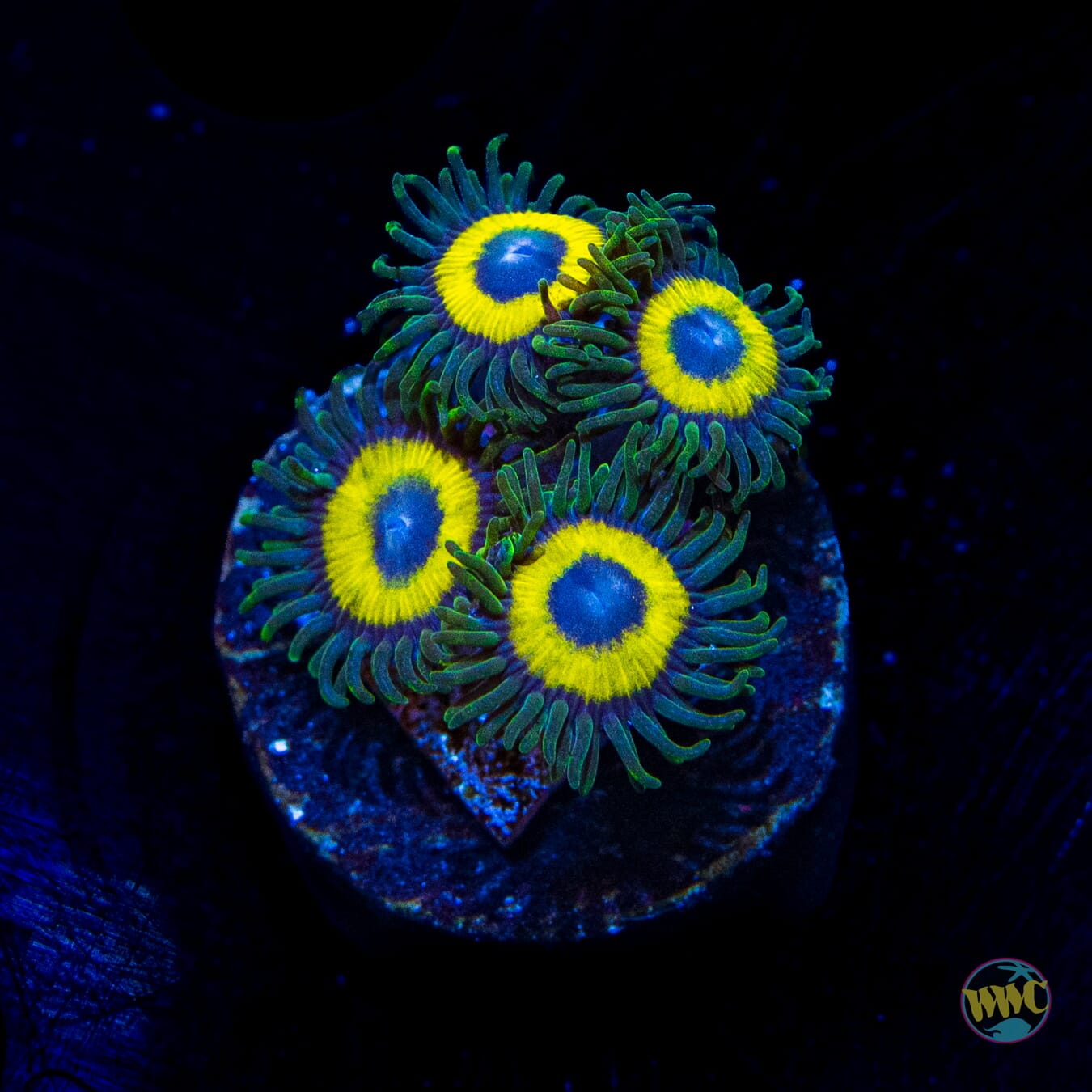 WWC Yellow Submarine Zoanthids - Daylight Photo