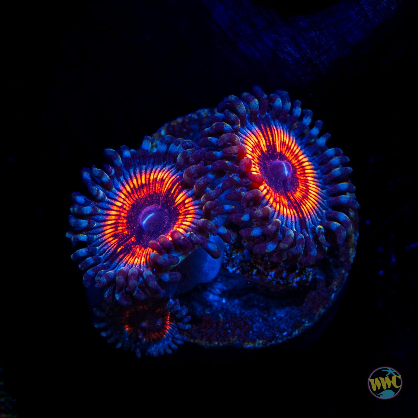 Armor of God Zoanthids - Daylight Photo