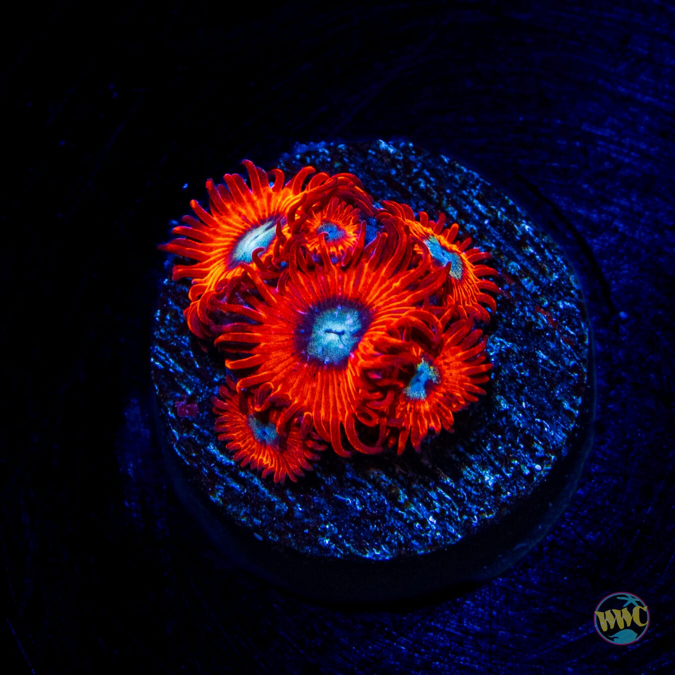 Charmander Zoanthids - Daylight Photo