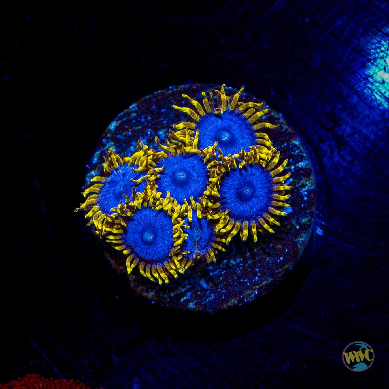 WWC Blue Angels Zoanthids - Daylight Photo