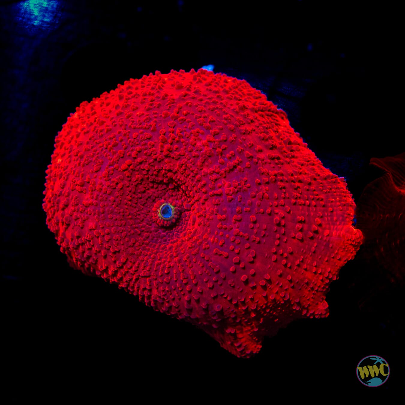 WWC Red Jaguar Disco Mushroom - Daylight Photo