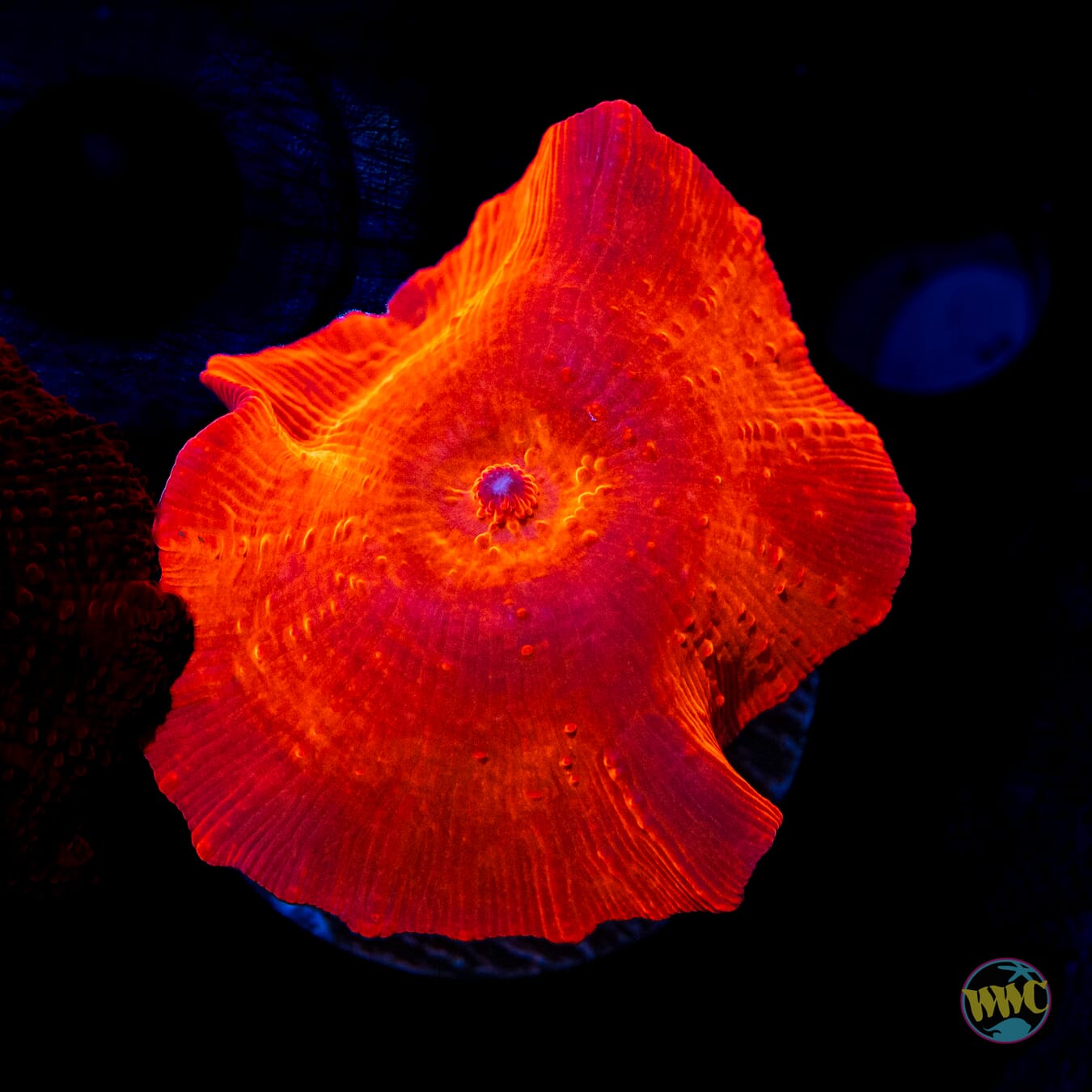 WWC King Tut Disco Mushroom - Daylight Photo