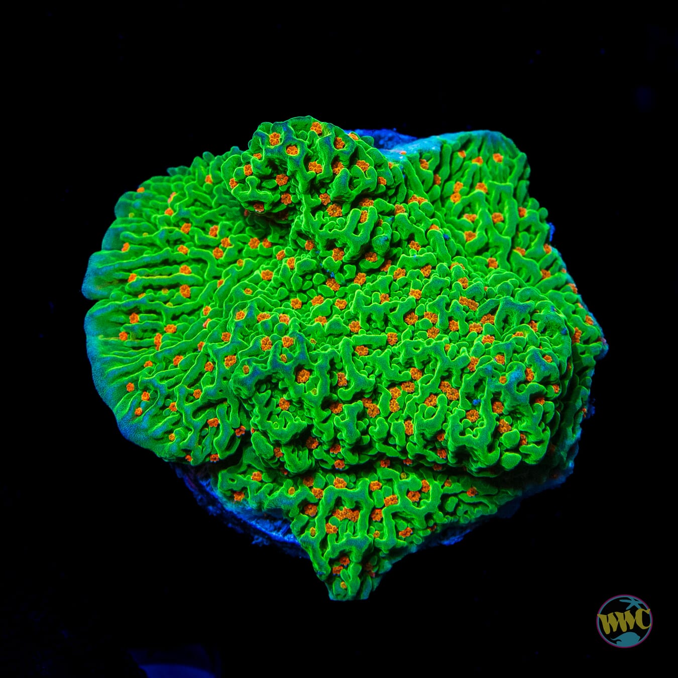 Tequila Sunrise Montipora - Daylight Photo