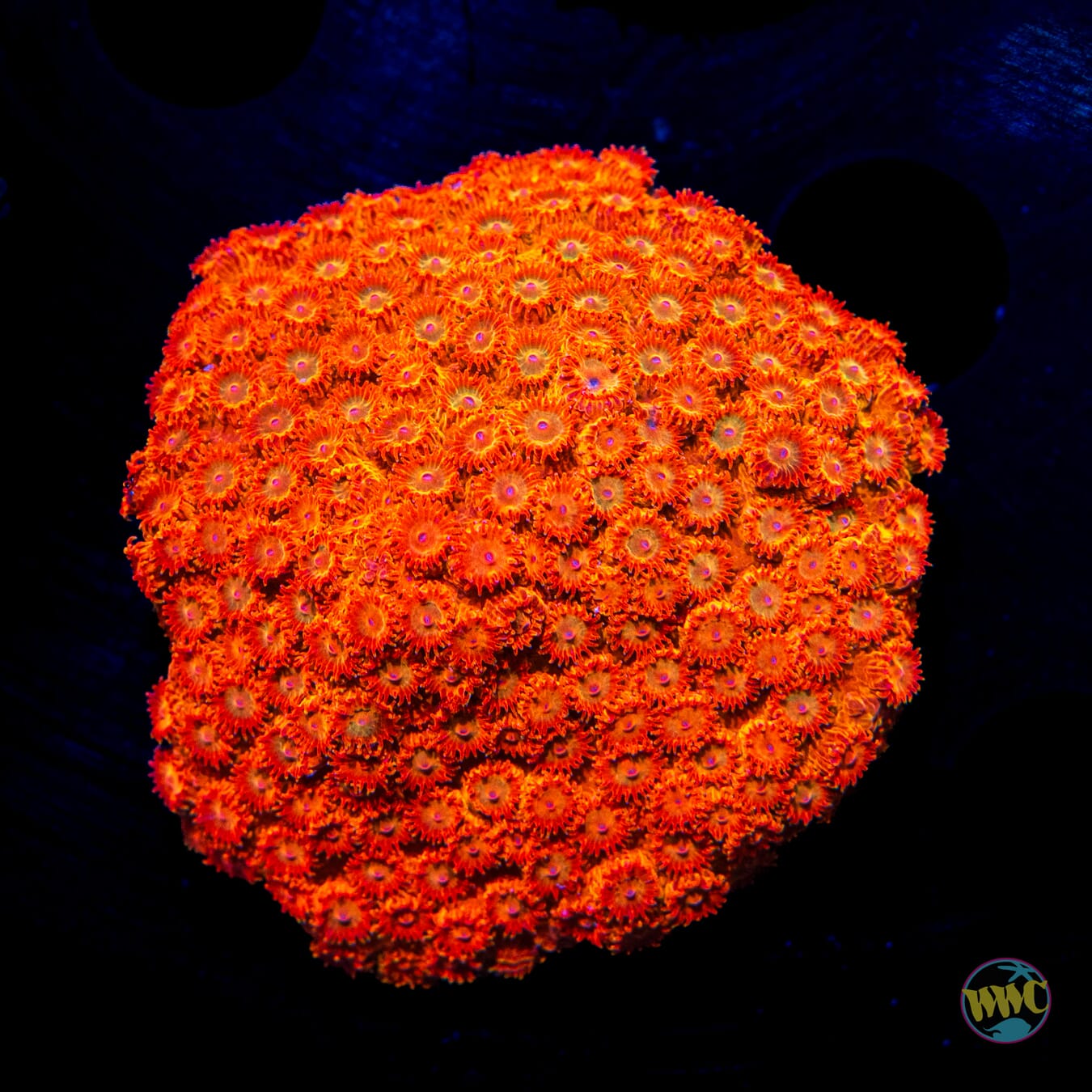 WWC Hi-Cee Cyphastrea - Daylight Photo
