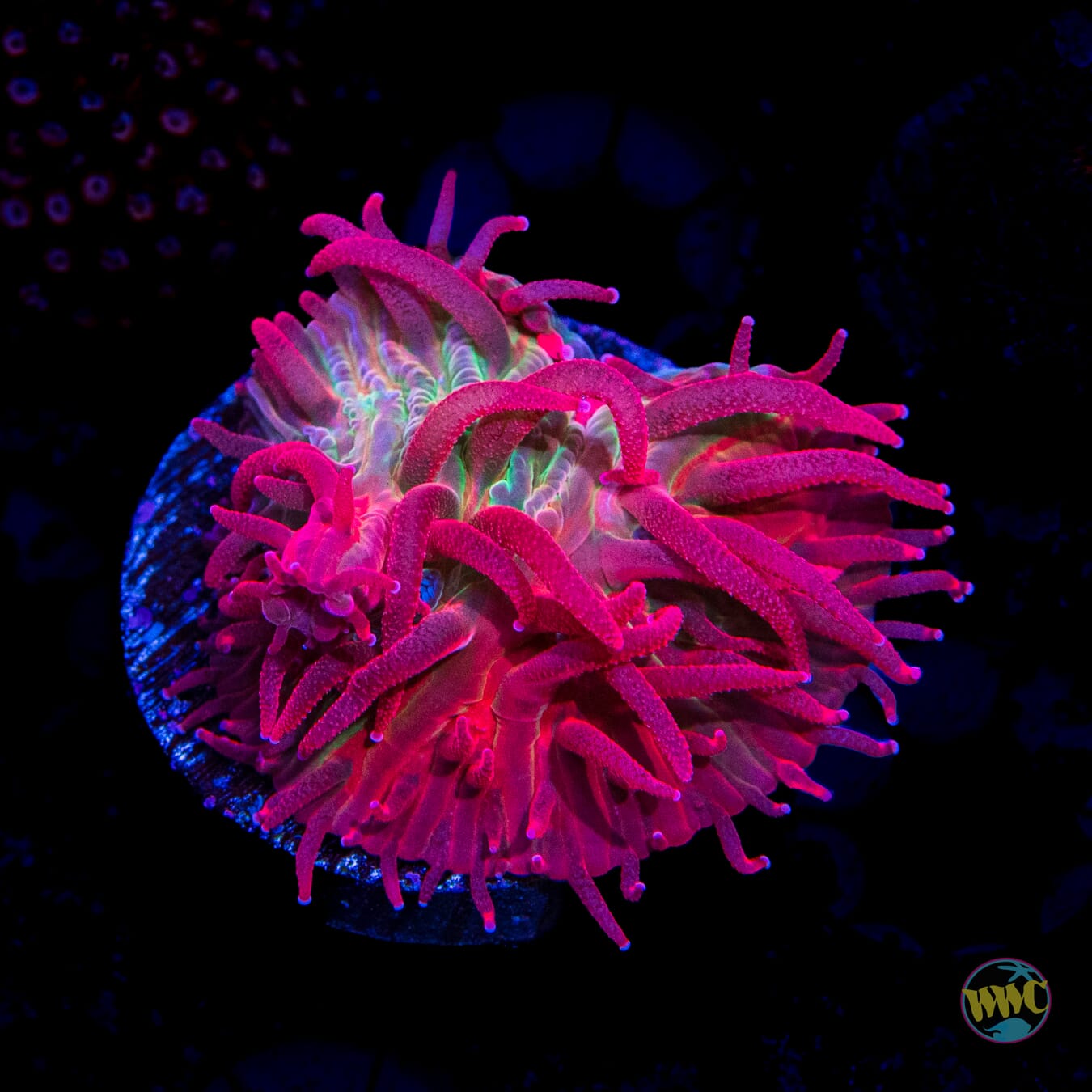 WWC Zombie Apocalypse Plate Coral - Daylight Photo