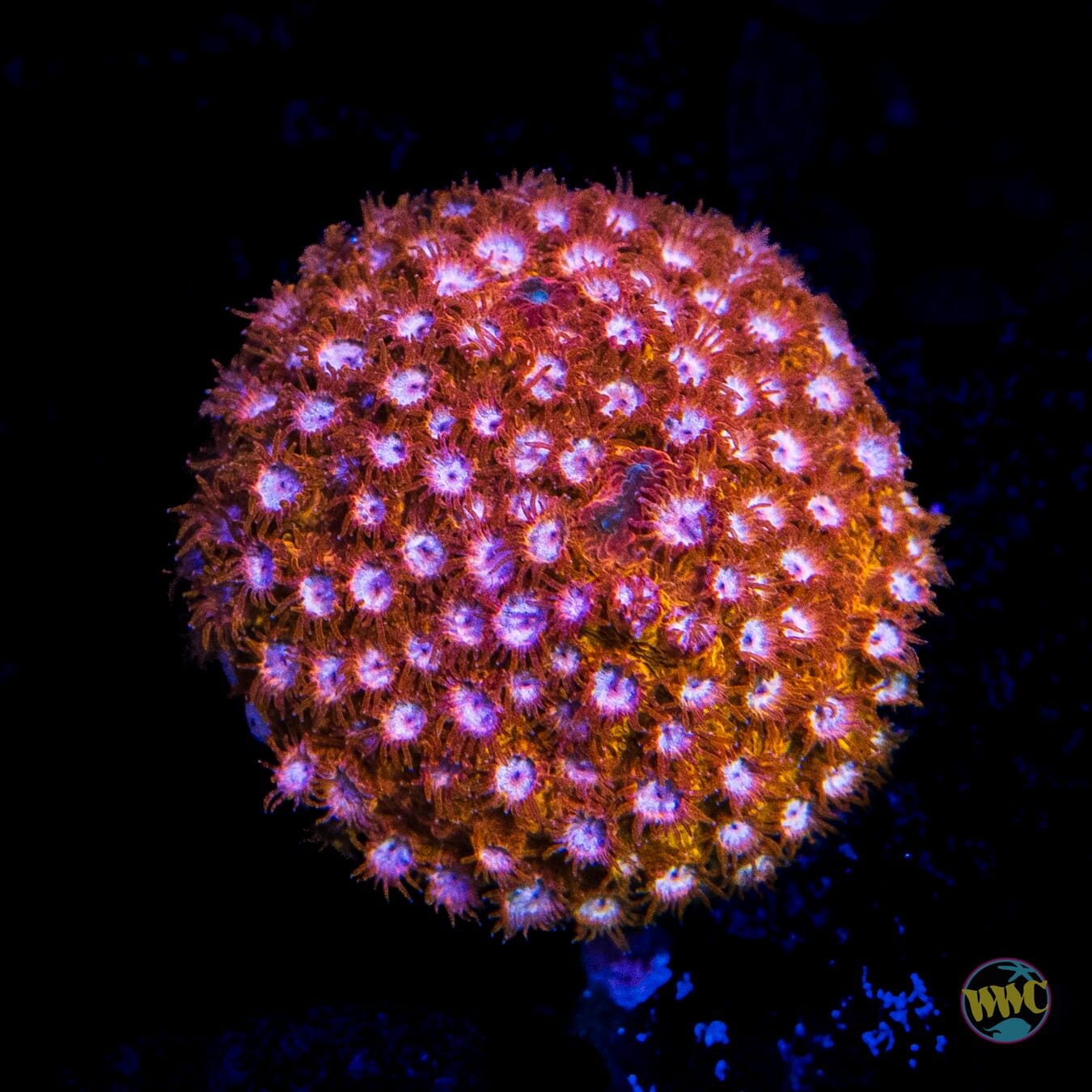 WWC Butterscotch Cyphastrea - Daylight Photo