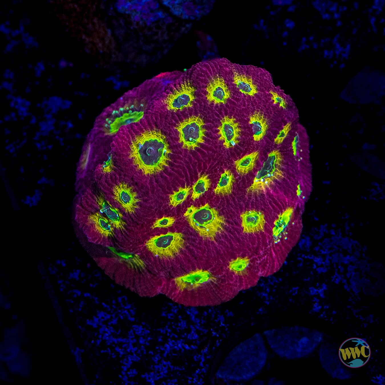 WWC Lemon Lime Favites - Daylight Photo