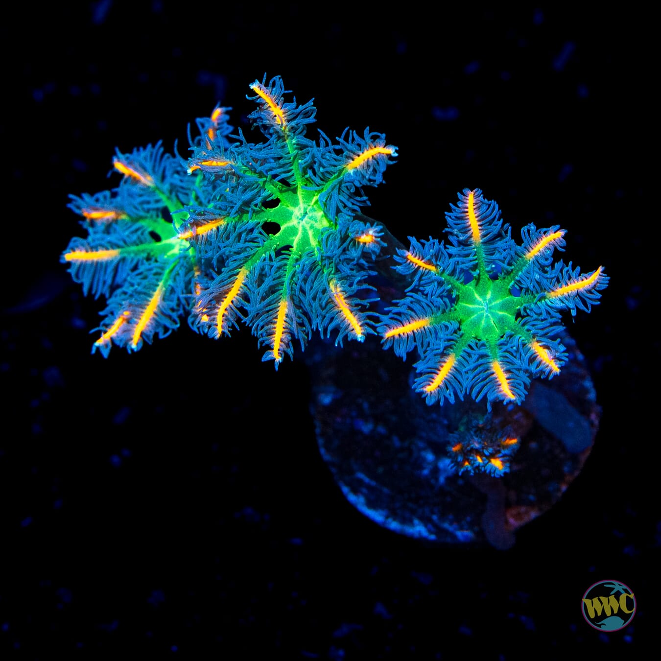WWC Fireworks Clove Polyps - Daylight Photo